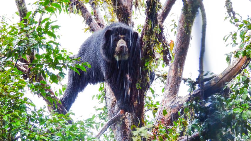 Andean bear (Tremarctos ornatus) on 