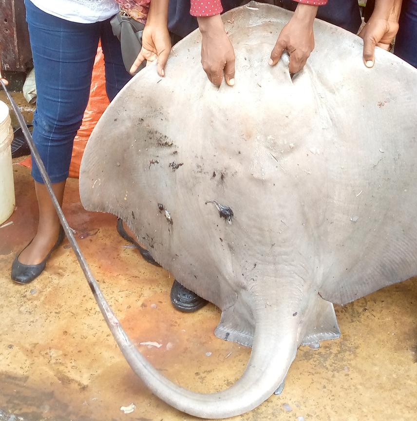 Dr. Alex and Ms Catherine trying to carry a Ray fish brought by fishermen at landing site (Ferry) in Dar es Salaam.