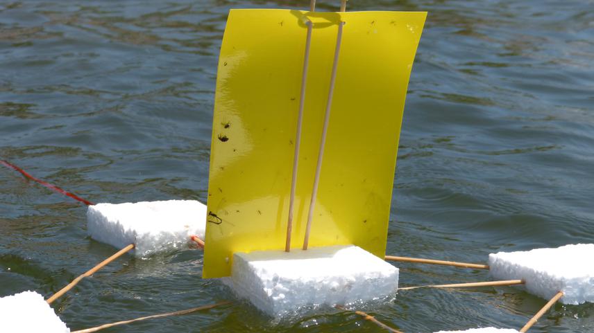 The structure of our floating sticky trap to capture arthropods in the open-water matrix. © Lucas Colares.