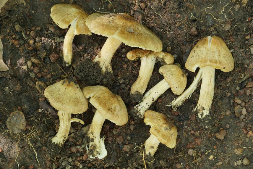 Inocybe sp.