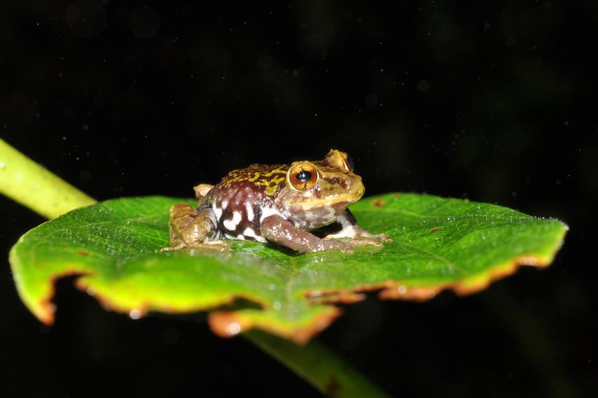Pristimantis kelephus - IUCN category = Critically Endangered. © Fundacio╠ün Calima