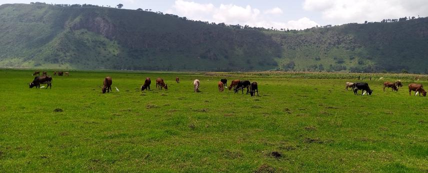 Overgrazing of wetland by animals and partial veiw of expansion of farmlands (Maze farming) into wetland.