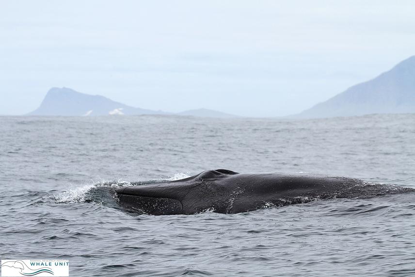 Bryde’s whale headshot showing the three characteristic head ridges of the species. © MRI Whale Unit.