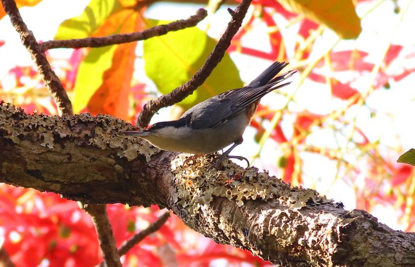 Giant nuthatch (Sitta magna), this photo was taken at Lum Nam Pai Wildlife Sanctuary one of the five major localities in the recent distribution range of Giant nuthatch in northern Thailand. © Vatikorn Sophonrat