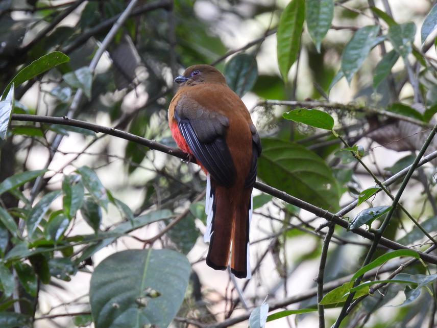 Red-headed trogon.