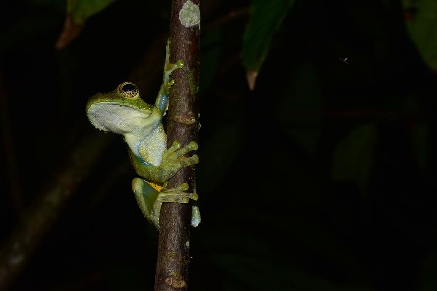 Itapotihyla langsdorffii.