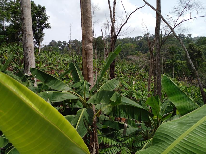 Illegal farms spotted in the Bosomtwe Range Forest Reserve.