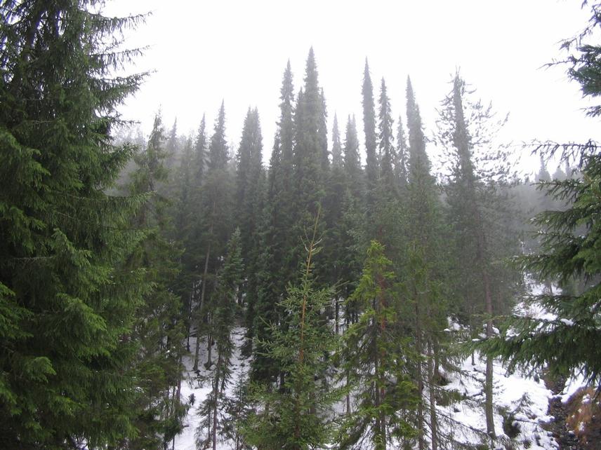 Picea omorika at site Zmajevački potok. © Srđan Bojović.