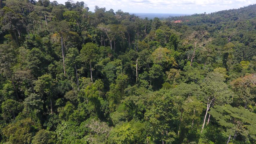 Aerial view of Krokosua Hills Forest. ©Boama