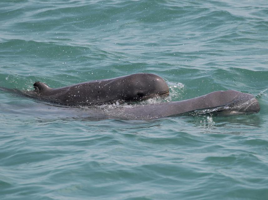 Irrawaddy dolphins (Orcaella brevirostris). © MareCet.