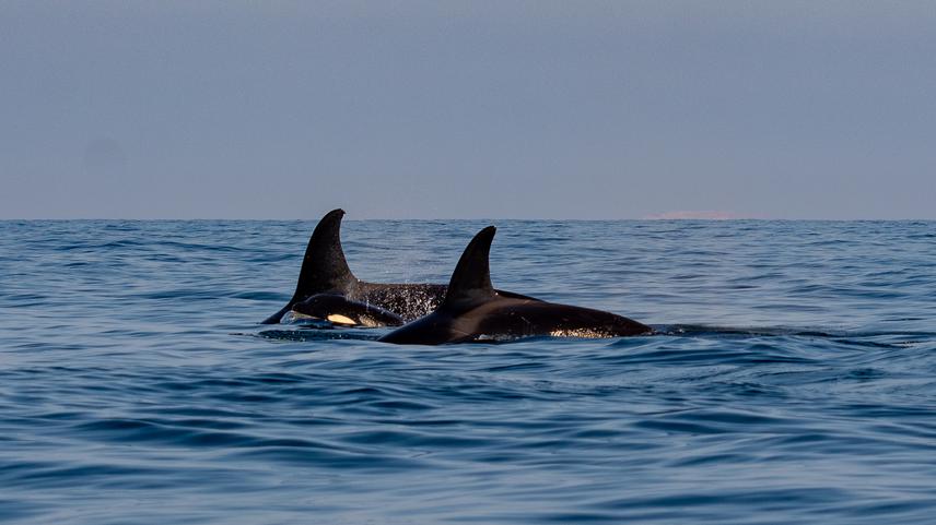 Killer whales.