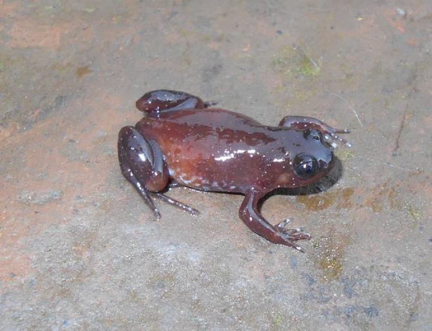 Leptodactylodon axillaris.
