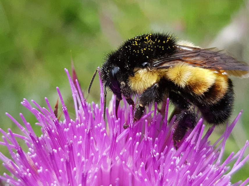 Bombus ephippiatus queen pollinating native plant in Chiapas highlands. © Oscar Gustavo Martínez López.