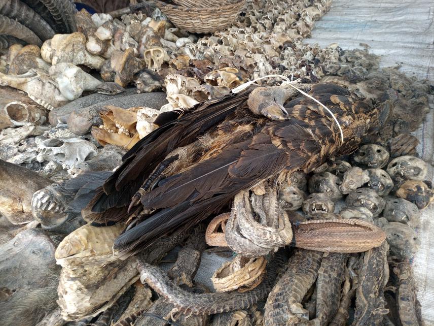 A vulture specimen on a stall in the biggest traditional medicine market of Dantokpa, Benin