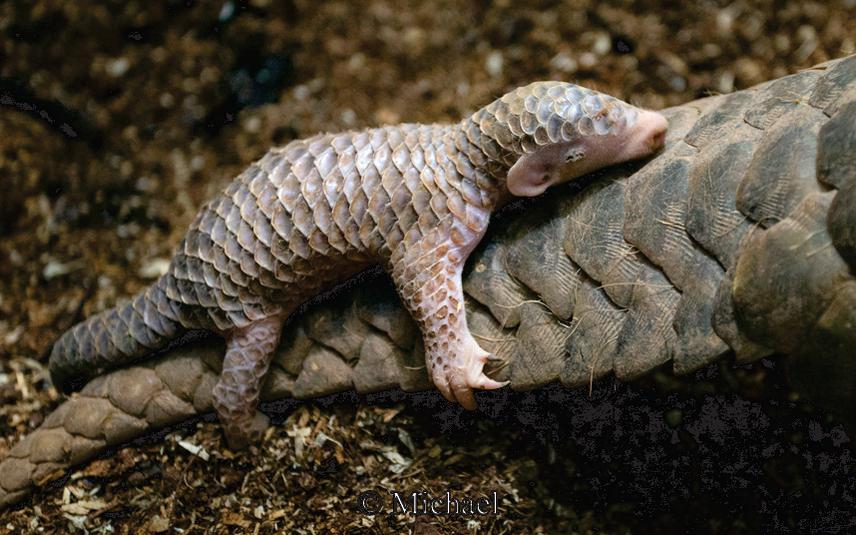 Pangolin pup. © Michael.