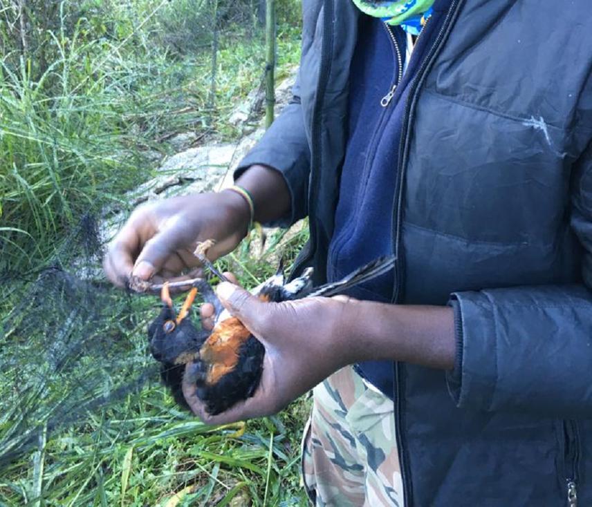 Me removing a La Selle Trush, Turdus swalesi, in the mist nets  during the Capture-mark and recapture session.
