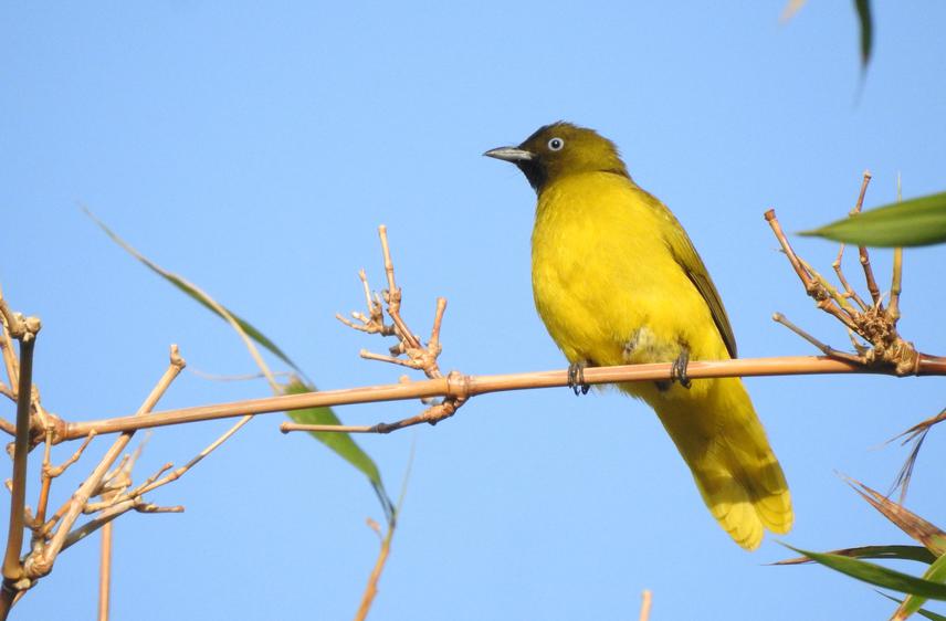 A perched Andaman Bulbul, an endemic frugivorous bird. © Aditya Gadkari.