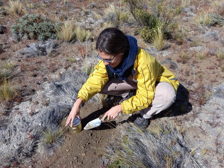 Extraction of soil samples to be taken to the laboratory.