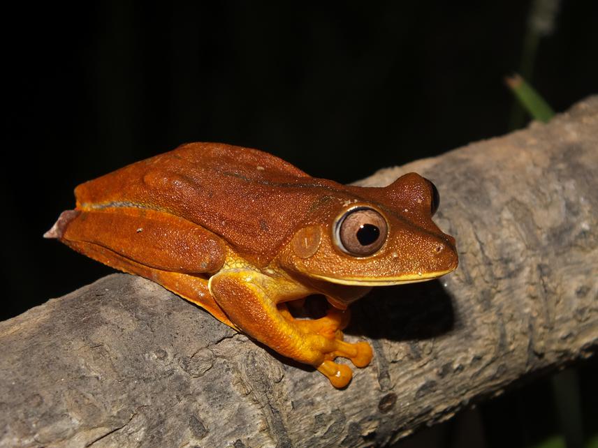 Boana semilineata.