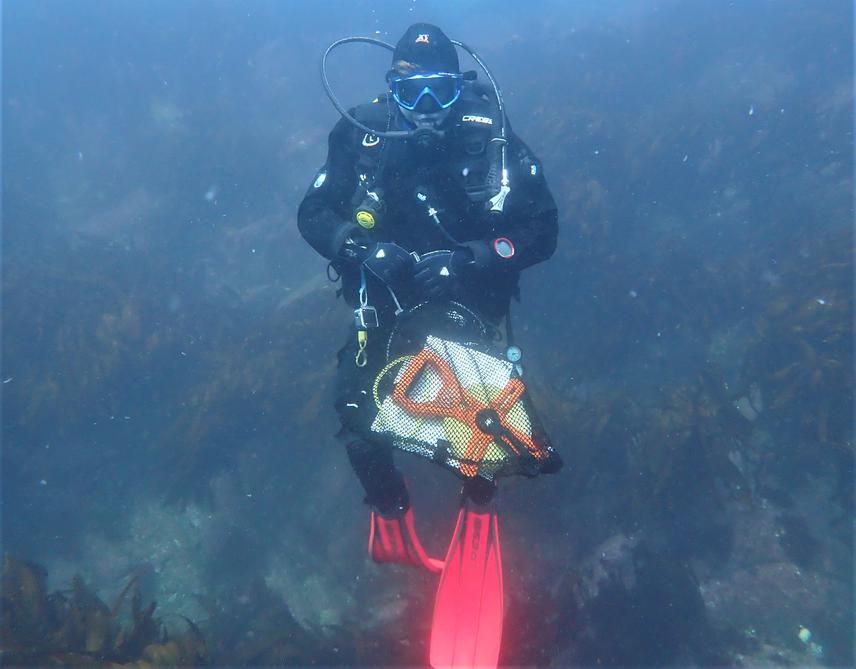 Diver (Simon Gartenstein) swimming above kelp forest at Huiro, Chaihuín, Valdivian Coastal Reserve. © Eliseo Fica
