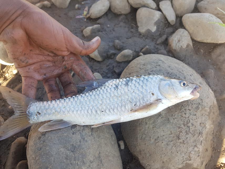 Labeobarbus nedgia sampled in Megech River.