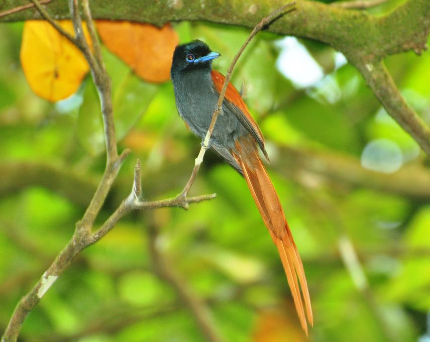 Ptersiphone rufocinerea ,Kribi.