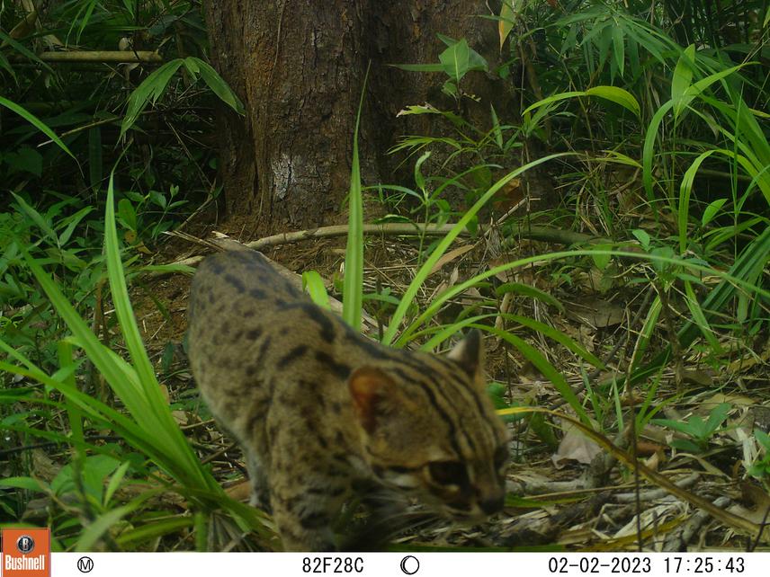 Sunda leopard cat.