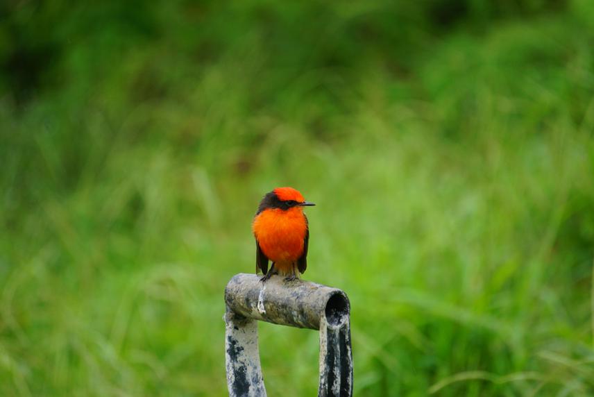 The little vermillion flycatcher (Pyrocephalus nanus), a charismatic bird species which has drastically declined on Santa Cruz Island.