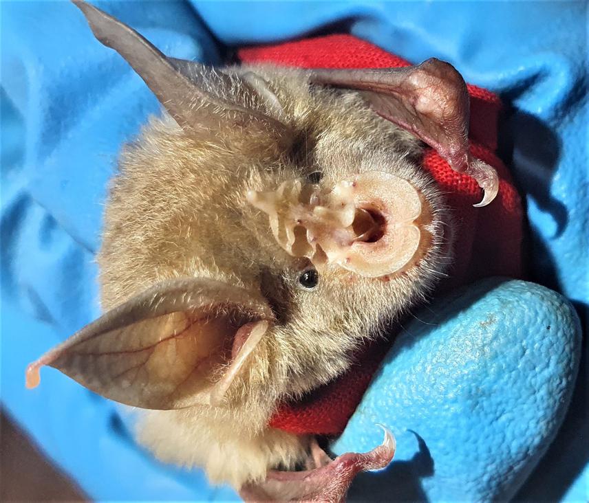 Male Greater horseshoe bat. © Heliana Dundarova.