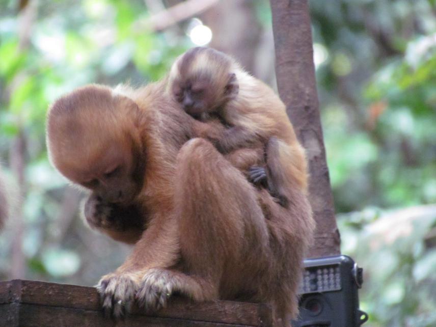 Mother and infant with camera trap on the background. © Karolina Medeiros
