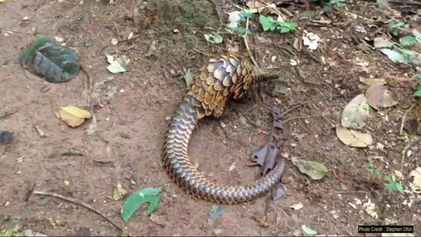 Black Bellied Pangolin feeding in Atewa Forest.