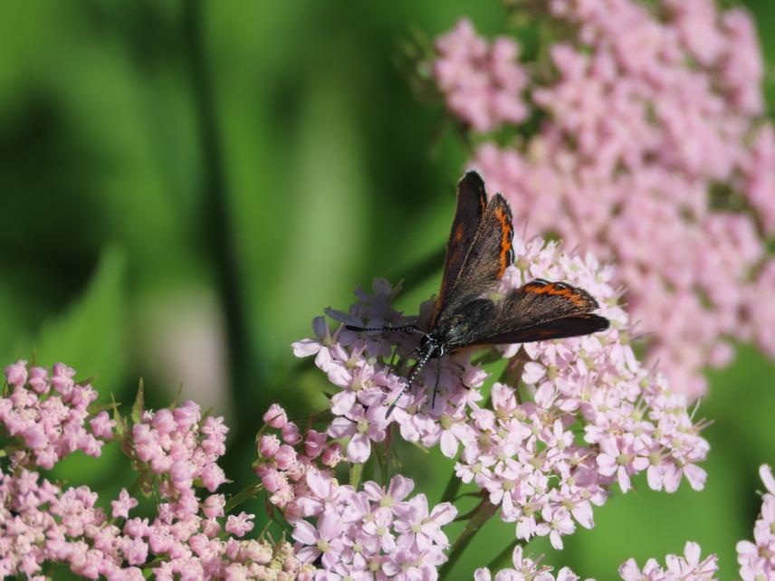 Lycaena helle.
