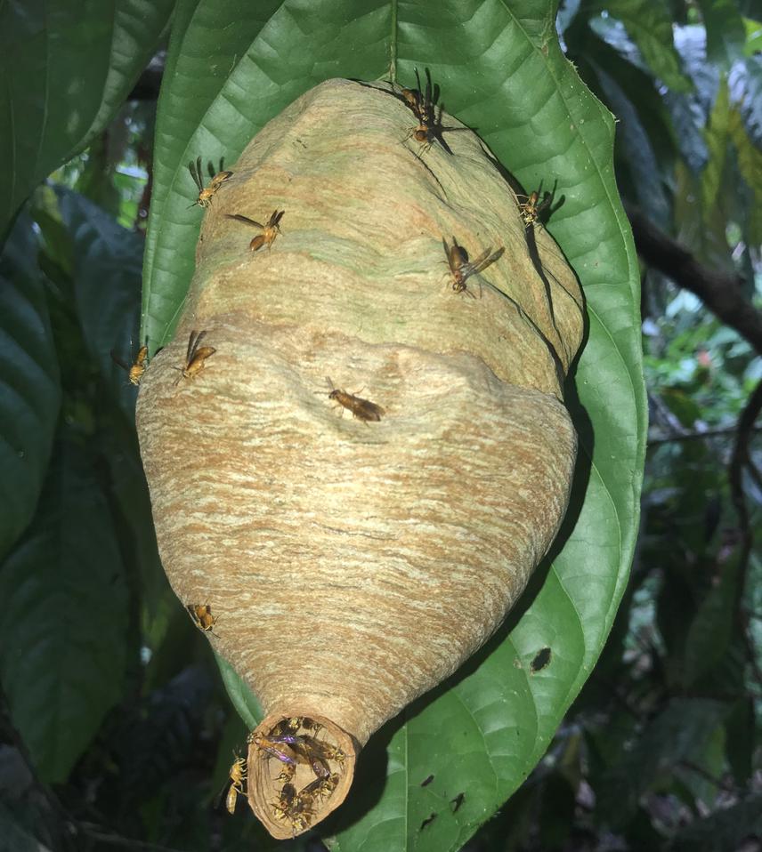 36668-1 Social wasp nest (Angiopolybia pallens) find in a cocoa agroforestry.