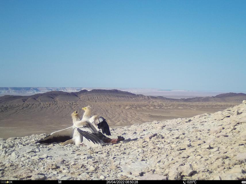 Egyptian vultures Neophron percnopterus fighting over prey. These birds are the most common species of scavenger birds on the territory of Ustyurt Reserve.