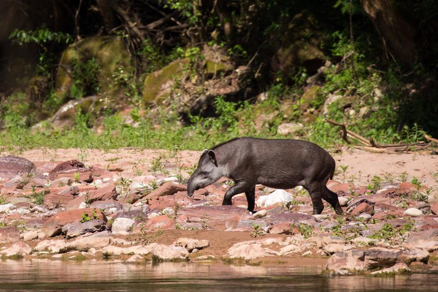 Lowland Tapir (Tapirus terrestris). © Juan Reppucci