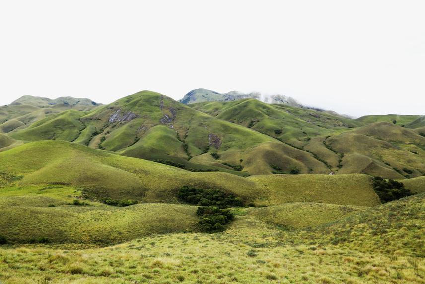 Shola forests of the Western Ghats of Southern India. © Dr. Jimmy Paul (Sacred Heart College, Thevara).