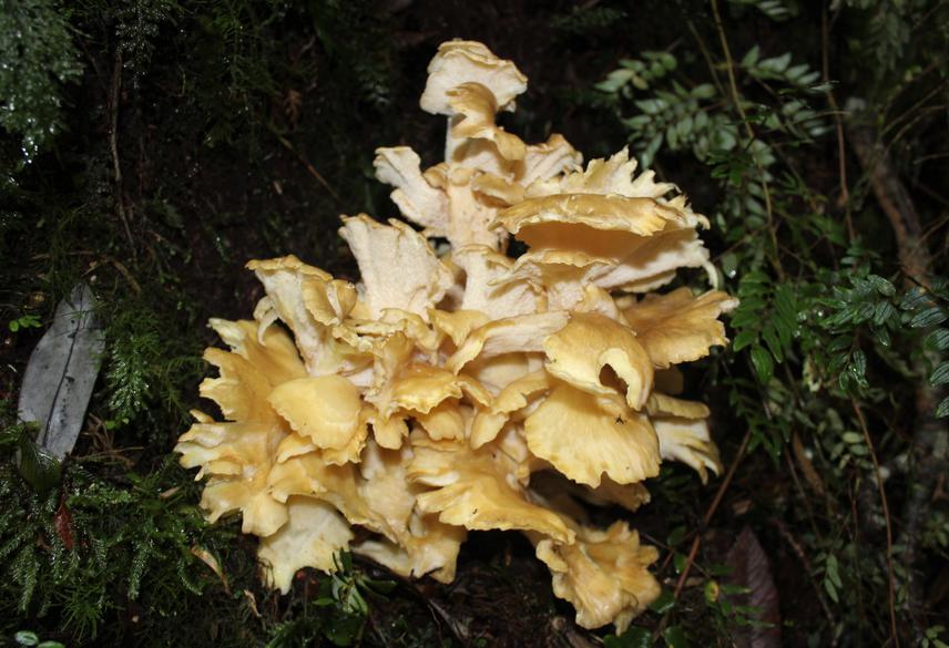 Gargal (Grifola gargal). © V. Salazar-Vidal