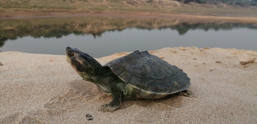 Batagur kachuga juvanile. © Pawan S Pareek