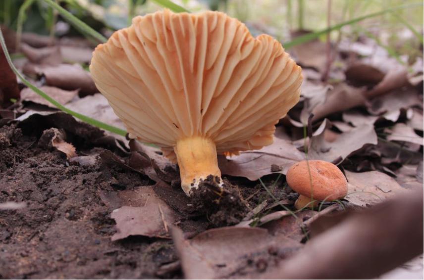 Lactifluus gymnocarpoides (Verbeken) Verbeken