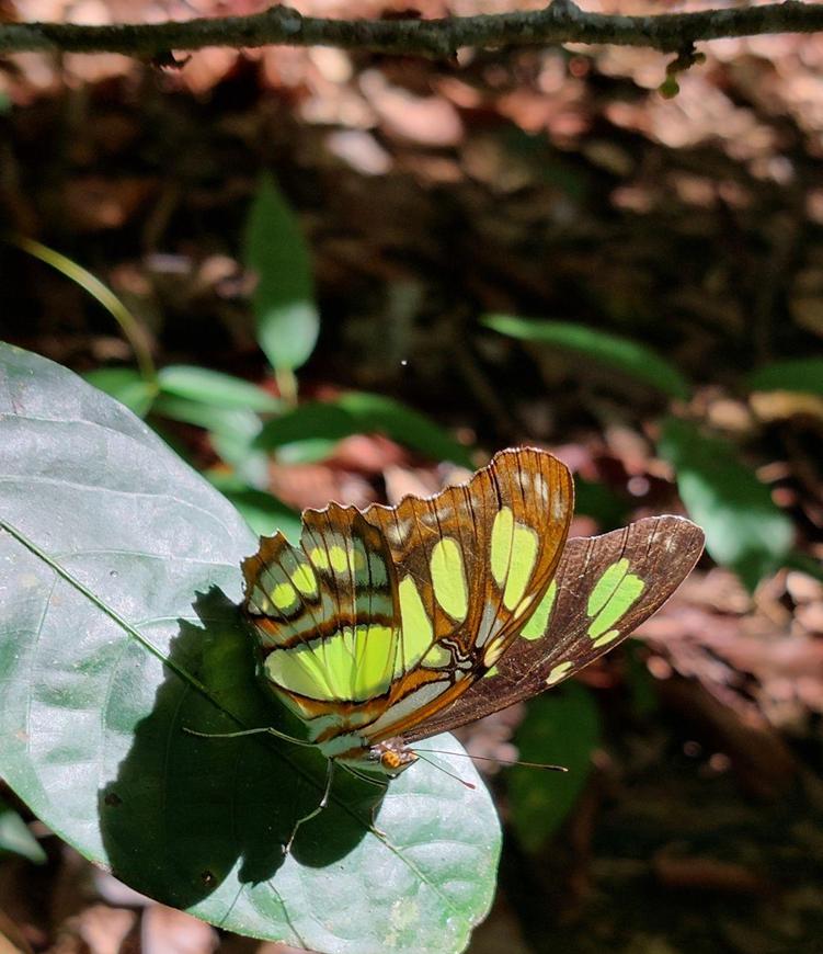 Siproeta stelenes. © Geanne Pereira.