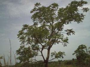 Parkia biglobosa.