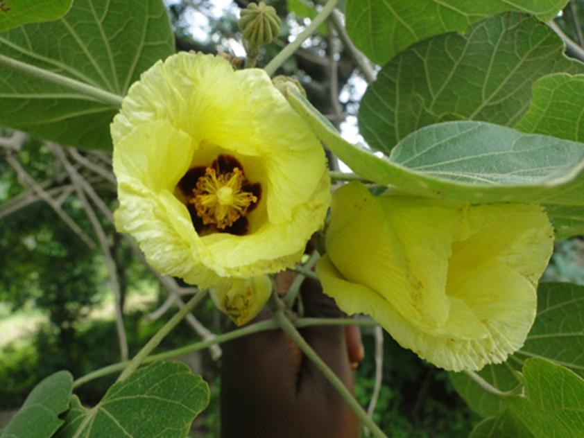 Flower of A. garckeana
