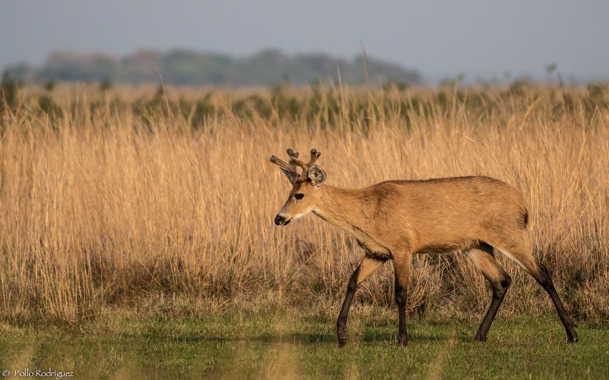 Marsh Deer in a marshy region of Iberá National Park. © Pollo Rodriguez.