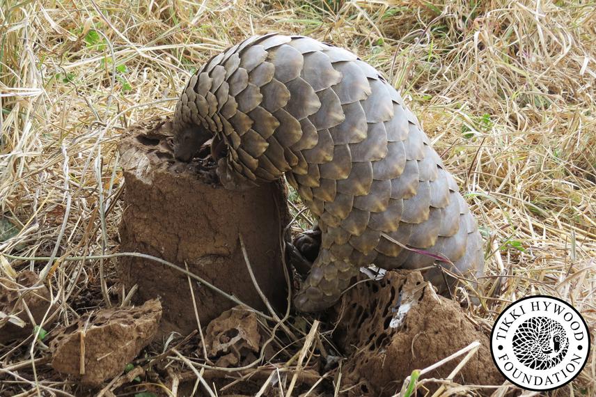Fara finds tasty termite chimney reduced. © Tikki Hywood Foundation.