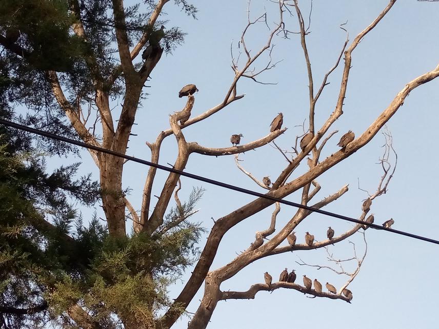 Hooded vulture individuals roosting nearby Jimma University’s Referral Hospital dumpsite. © Million Abushi