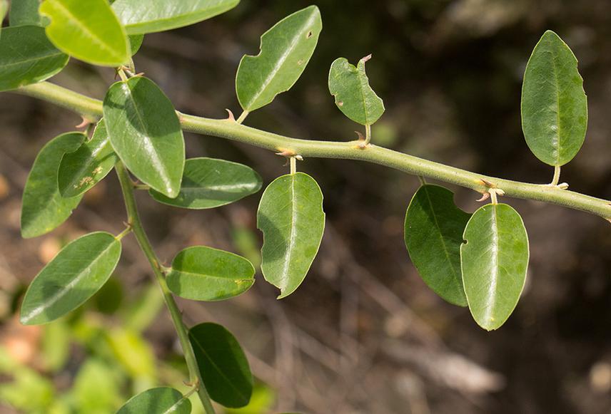 A twig of Capparis tomentosa Lam.