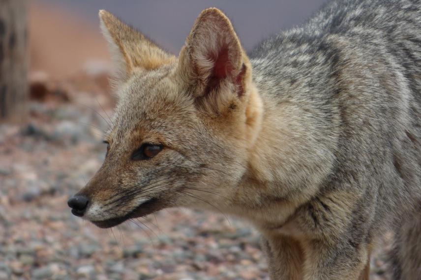 Sierra de las Quijadas National Park, San Luis, Argentina. Grey fox, Lycalopex griseus.  © Oscar Vilchez Mendoza.