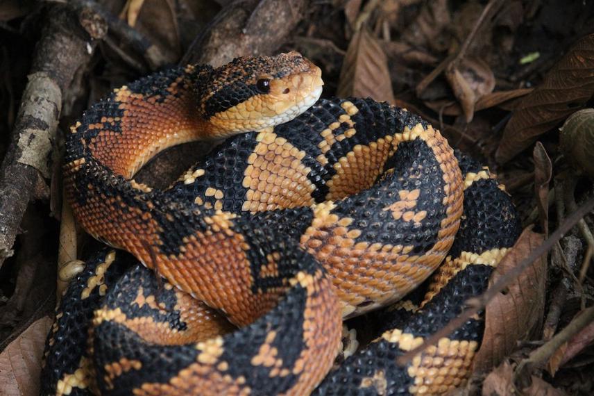 Lachesis muta. © Thabata Cavalcante.