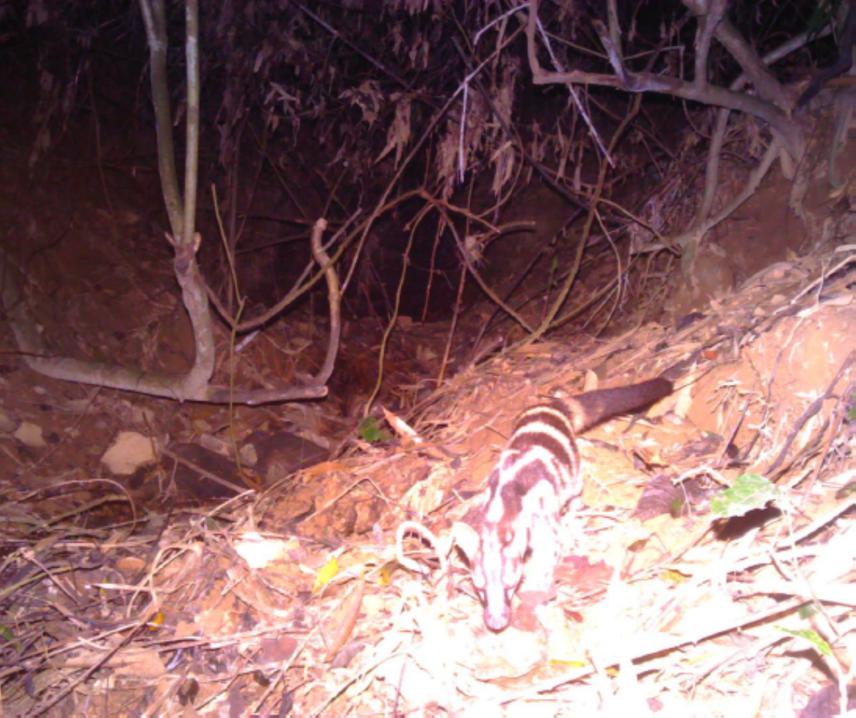 Owston's Civet.