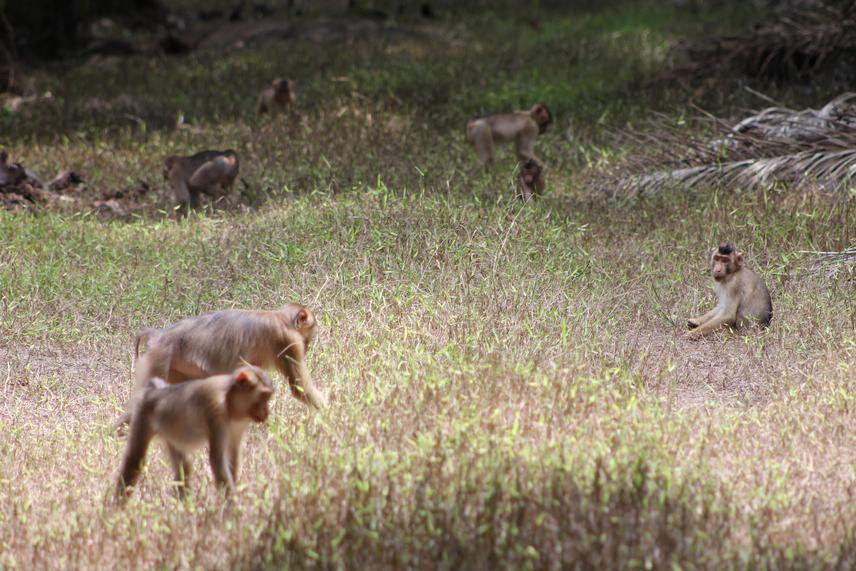 Macaque group foraging in oil palm plantation. © Julia Borstel/MNeP.